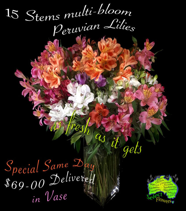 Peruvian Lilies in Vase