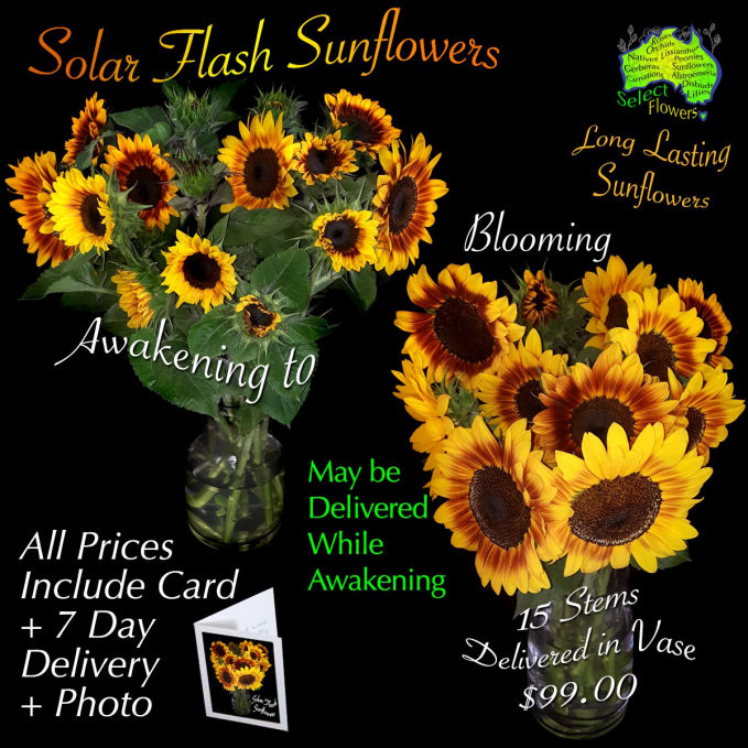 SOLAR FLASH SUNFLOWERS