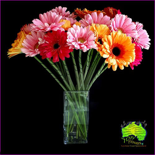 Wired Gerberas